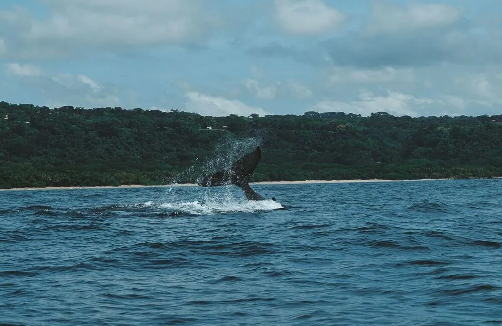 Centre de plongée Ananda Dive N&rsquo; Flow - Asie-Pacifique - Baptême/plongée découverte - voyageplongee baleine costarica