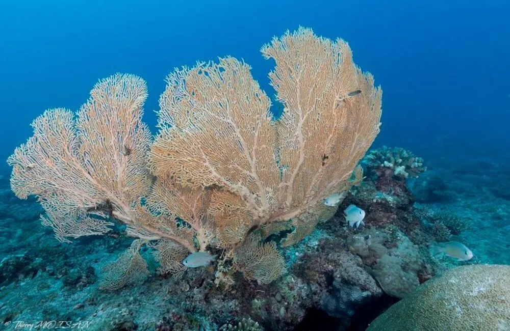 Centre de plongée Adventure Blue Vision - Madagascar - Baptême/plongée découverte - voyage plongee madagascar ABV corail