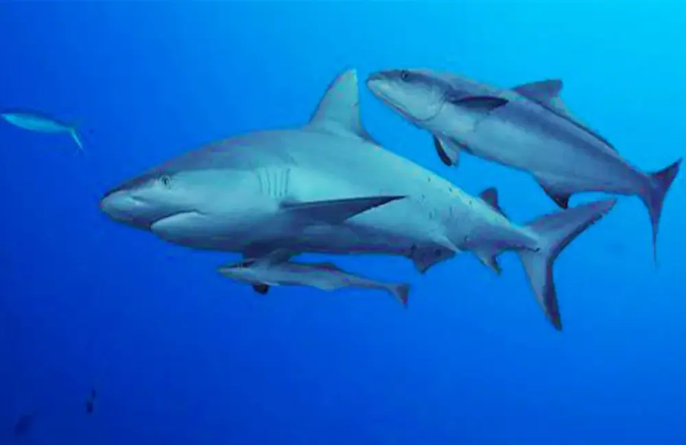 Centre de plongée Scuba Nosy Be - Madagascar - Baptême/plongée découverte - voyage plongee ScubaNosyBe Radam