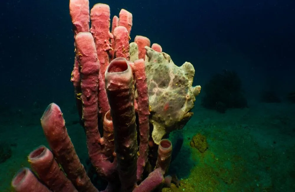 Centre de plongée Scuba Nosy Be - Madagascar - Baptême/plongée découverte - voyage plongee ScubaNosyBe3