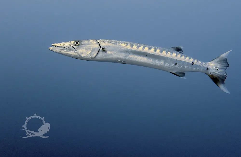 Centre de plongée Sambo Divers - Égypte - Baptême/plongée découverte - voya plongee egypte SamboDivers barracuda