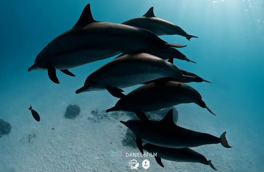 Centre de plongée Sambo Divers - Égypte - Baptême/plongée découverte - voya plongee egypte SamboDivers dophins