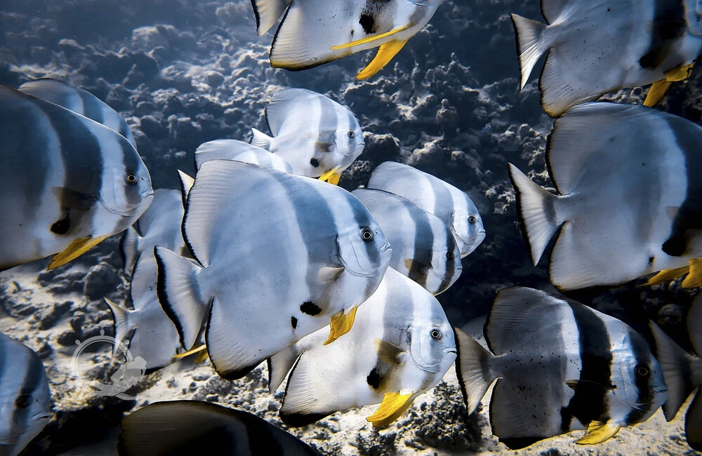 Centre de plongée Sambo Divers - Égypte - Baptême/plongée découverte - voya plongee egypte SamboDivers underwater