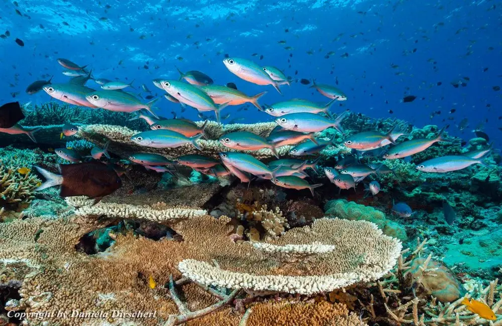 Centre de plongée Tufi Resort - Asie-Pacifique - Baptême/plongée découverte - voyage plongee papouasie TufiRes