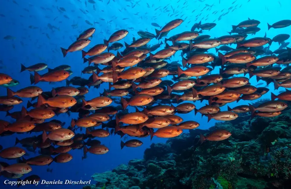 Centre de plongée Tufi Resort - Asie-Pacifique - Baptême/plongée découverte - voyageplongee TufiResort