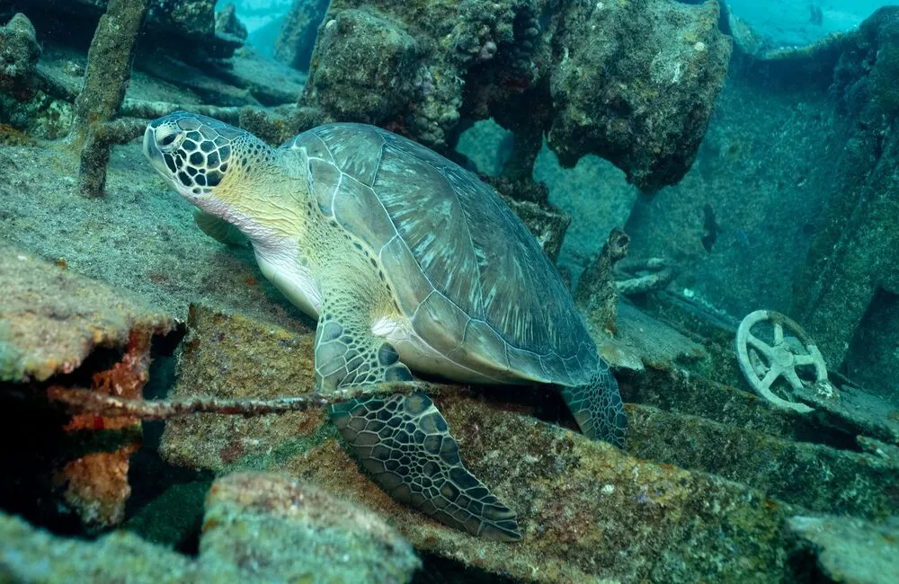 Centre de plongée Atabey Dive Center - Caraïbes - Baptême/plongée découverte - Divecenter saint martin voyage plongee turtle