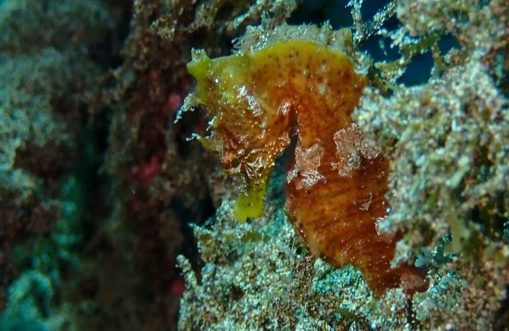 Centre de plongée ACTIVE SCUBA DIVERS - Atlantique - Baptême/plongée découverte - HippocampteLanzarote voyage plogee