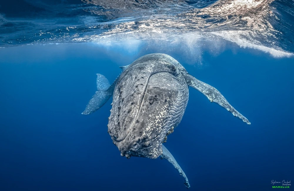 Centre de plongée Réunion Diving - La Réunion - Baptême/plongée découverte - voyage plongee la reunion baleine