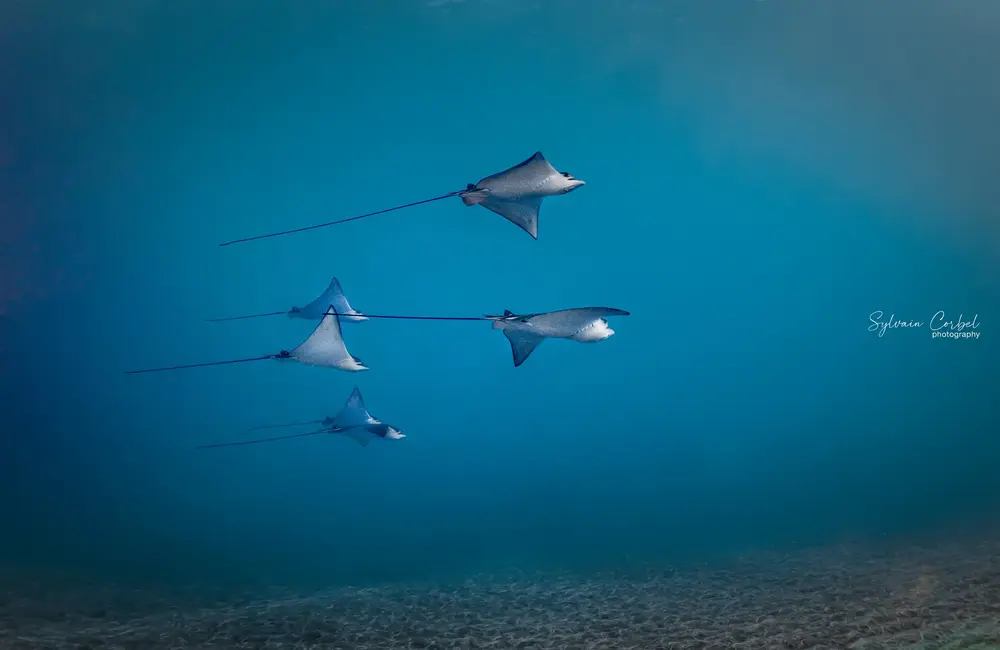 Centre de plongée Réunion Diving - La Réunion - Baptême/plongée découverte - voyage plongee la reunion raie mobula