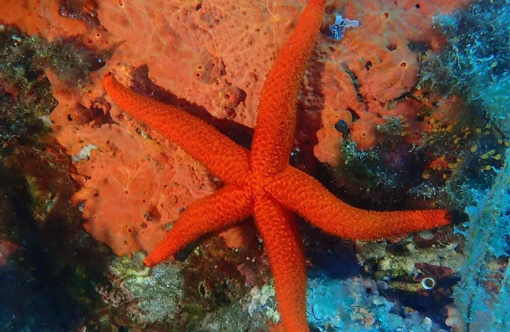 Centre de plongée Carnac Plongée Dive Center - Atlantique - Baptême/plongée découverte - carnac voyage plongee etoiledemer