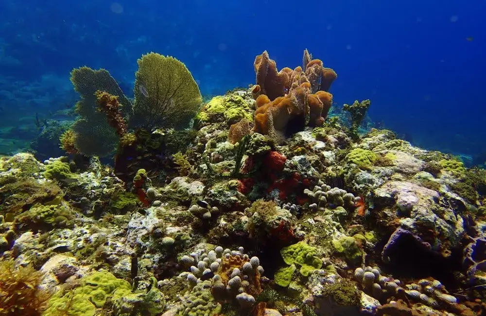 Centre de plongée Mada Plongée Martinique - Caraïbes - Baptême/plongée découverte - voyage plongee martinique anse arlet