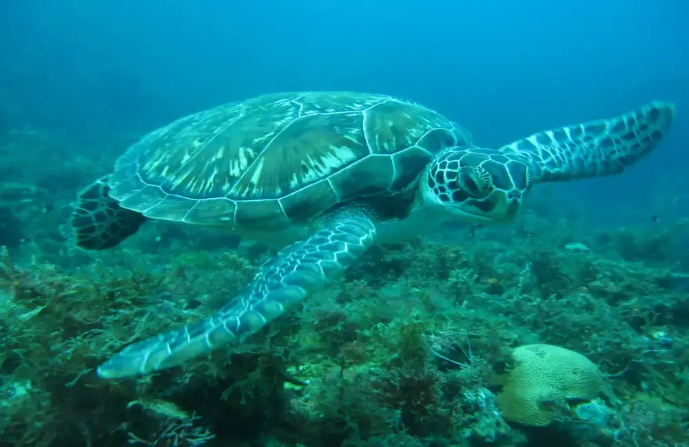 Centre de plongée Mada Plongée Martinique - Caraïbes - Baptême/plongée découverte - voyage plongee tortue plongee martinique baptem