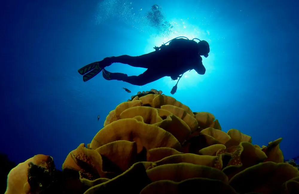 Centre de plongée Adventure Cook Islands - Asie-Pacifique - Baptême/plongée découverte - AdventureCookIslands voyageplongee diver