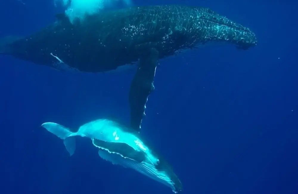 Centre de plongée HemisphereSub - Asie-Pacifique - Baptême/plongée découverte - voyage plongee polynesie baleines