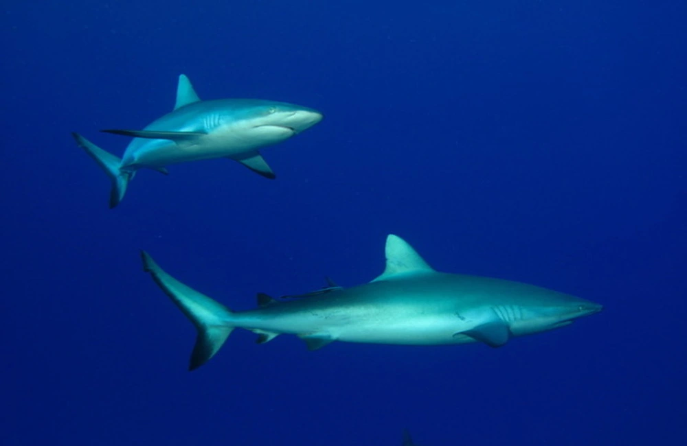 Centre de plongée HemisphereSub - Asie-Pacifique - Baptême/plongée découverte - voyage plongee polynesie requins