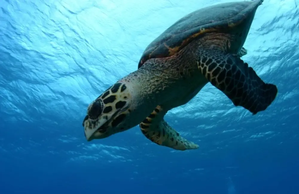 Centre de plongée HemisphereSub - Asie-Pacifique - Baptême/plongée découverte - voyage plongee polynesie tortue