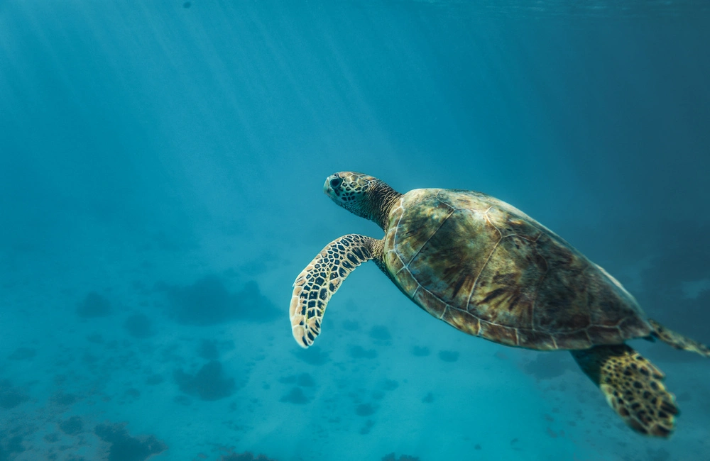 Centre de plongée Scubapiti Moorea - Asie-Pacifique - Baptême/plongée découverte - Tortue voyage plongee morrea