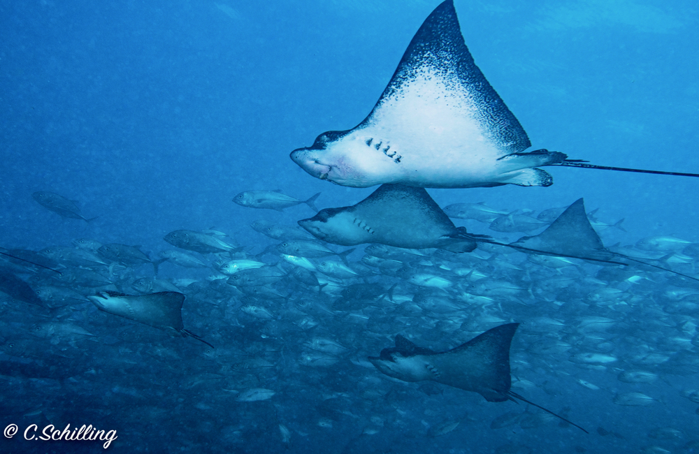 Centre de plongée Scubapiti Moorea - Asie-Pacifique - Baptême/plongée découverte - voyage plongee moorea raies