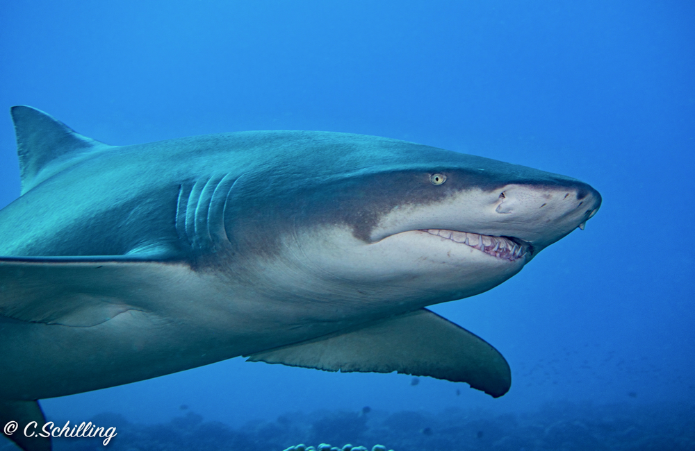 Centre de plongée Scubapiti Moorea - Asie-Pacifique - Baptême/plongée découverte - voyage plongee morrea requin