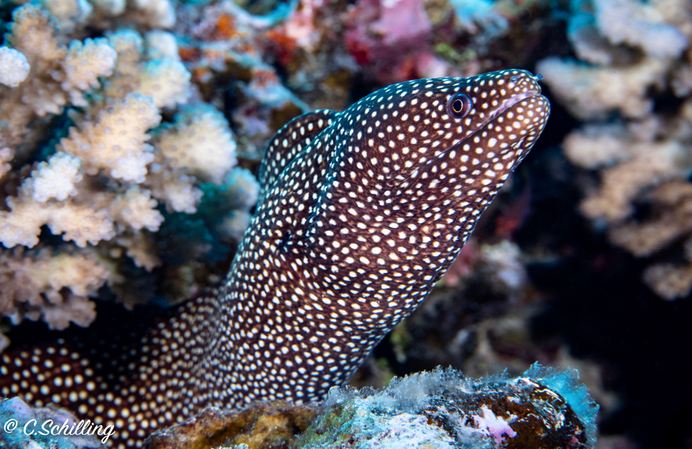 Centre de plongée Scubapiti Moorea - Asie-Pacifique - Baptême/plongée découverte - voyage plongee murene
